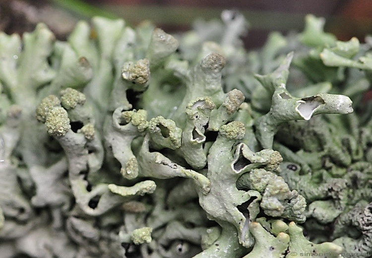 Licheni del Casentino